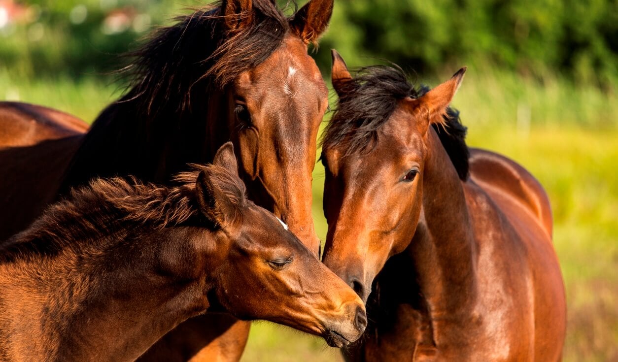 more than 20 horses have died at belmont park in 2020