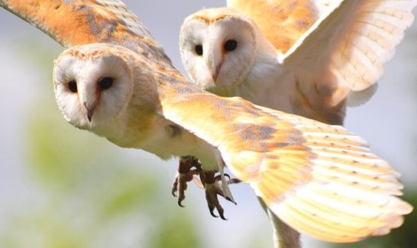 barn owls