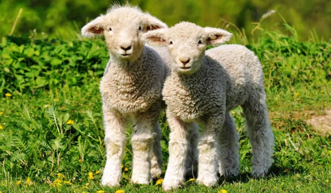 The Damaging Environmental Impact of the Wool Industry | PETA