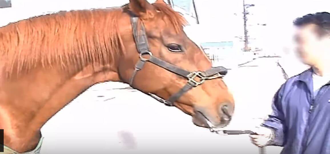Tell Atlas Air To Stop Shipping Horses From Canada To Japan To Be 