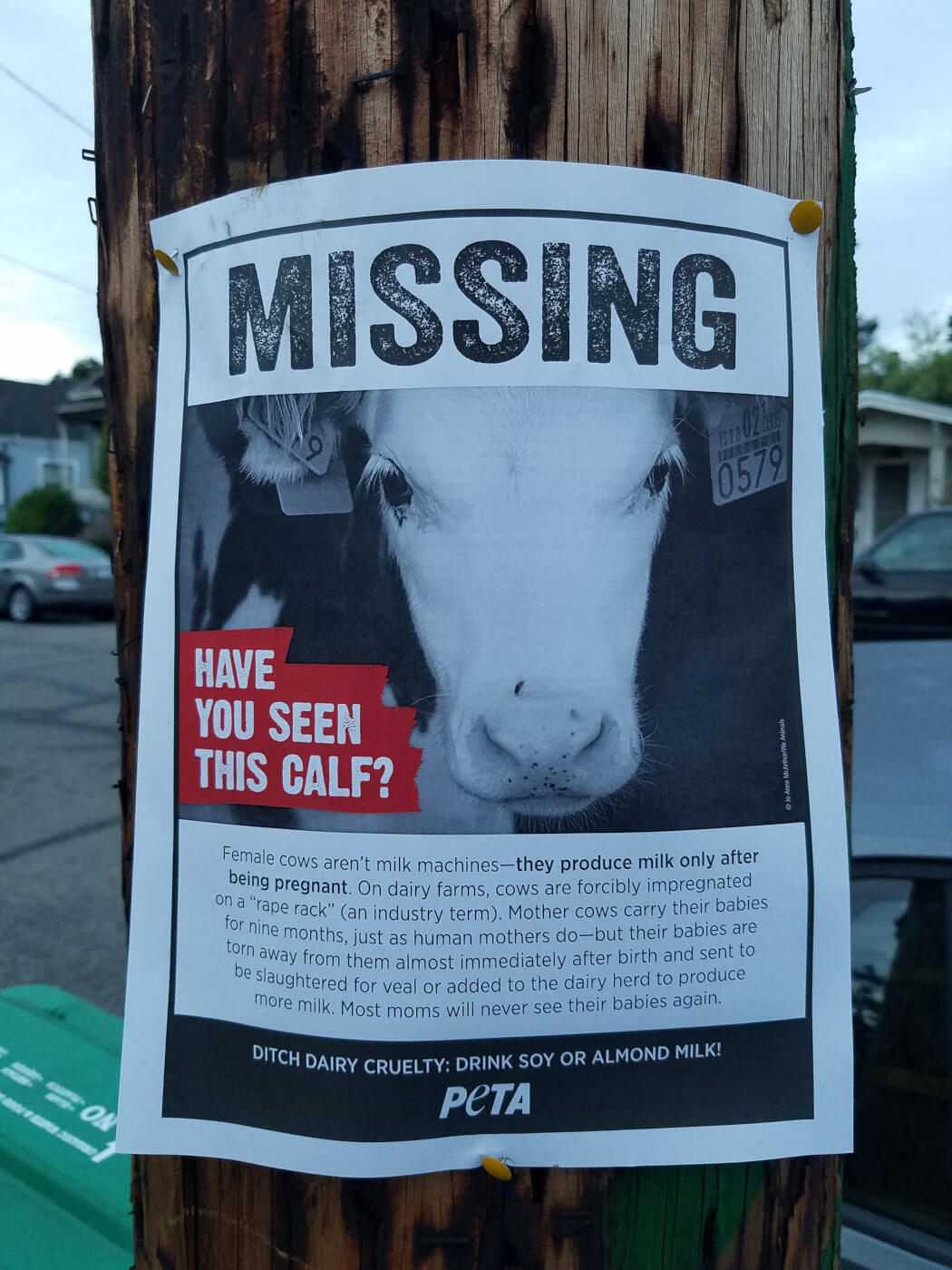 Free 'Missing' Calf Posters! | PETA