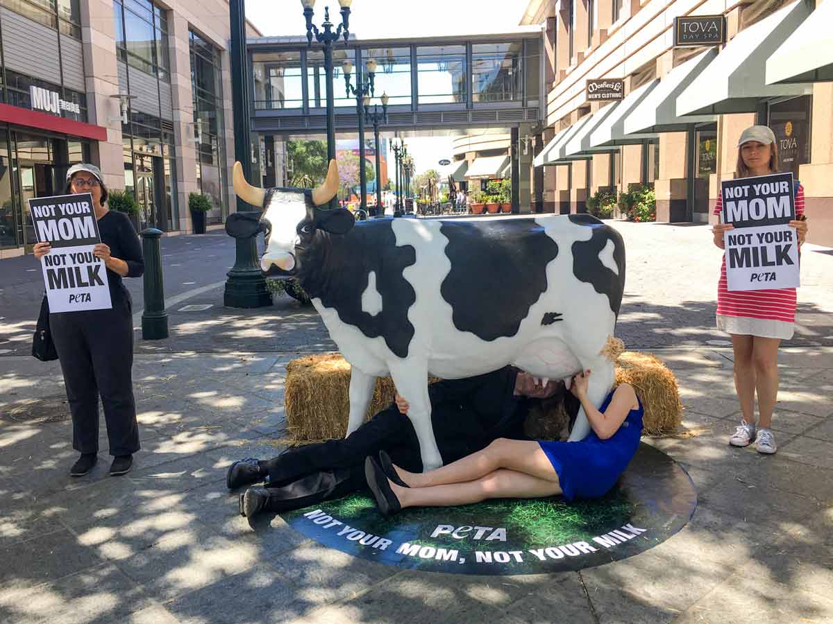 activists suckle on a 'cow udder' to show the bizarre reality of dairy milk