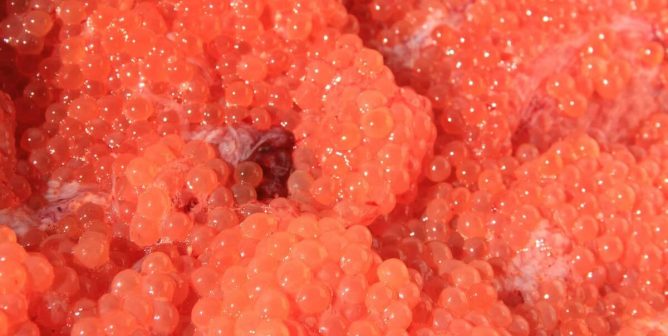 THIS Is Where That Red Caviar on Sushi Comes From (VIDEO)