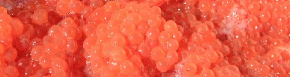 roe red caviar fish eggs