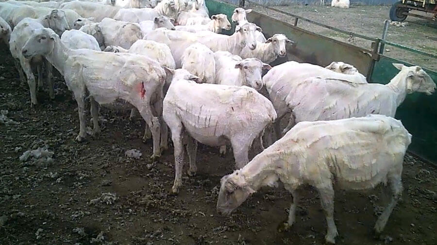 a group of sheep used for wool, with bloody cuts crammed together and confined