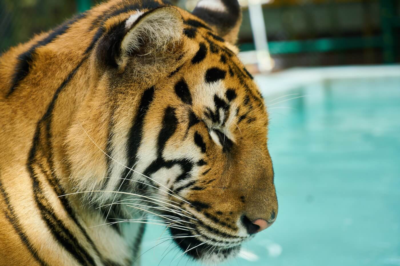 Historic Animals Get THREE New California Laws PETA historic-animals-get-three-new-california-laws-peta