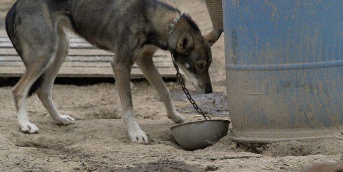 sled dog chained outside