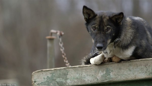 sled dog chained outside