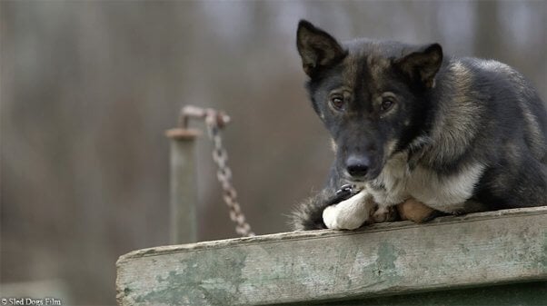 sled dog chained outside