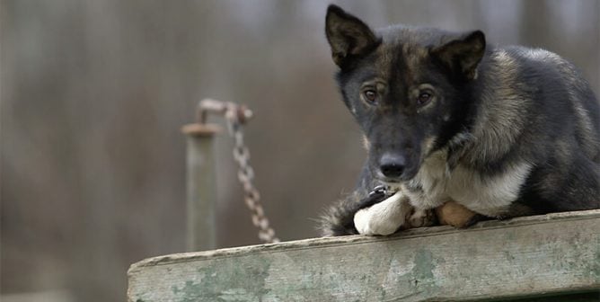 sled dog chained outside