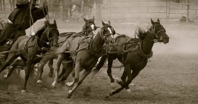 horses in chuckwagon race, like those seen at the calgary stampede