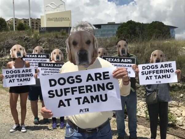 Texas A&M University, TAMU, dog laboratory, muscular dystrophy, dog mask demonstration