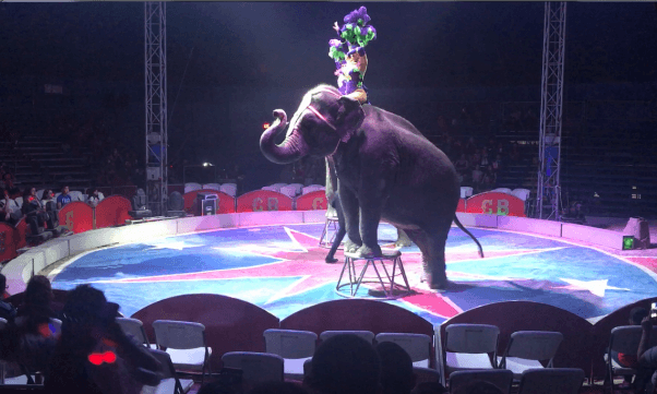 carson & barnes, circus, elephant