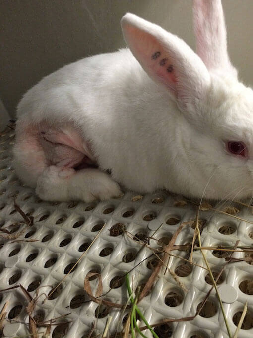 u of pitt, university of pittsburgh, investigation, laboratory, rabbit