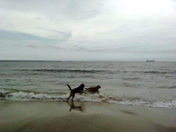 happy dog, dog on beach, PETA dogs, Sunny