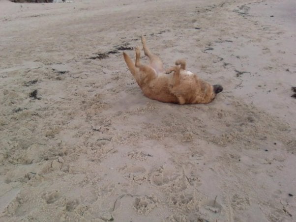 happy dog, dog on beach, PETA dogs, Sunny
