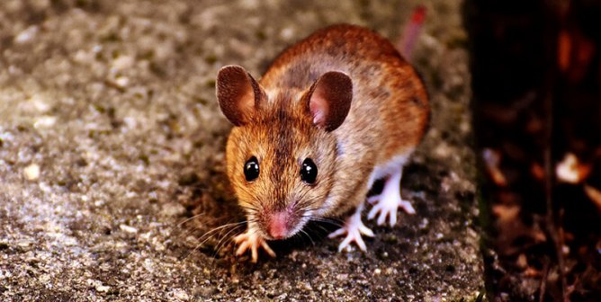 cute mouse
