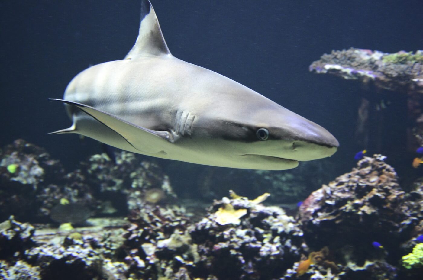 25 Things More Likely to Kill You Than a Shark Attack | PETA