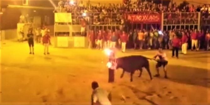 Viral Video: Tormented Bull Dies Trying to Escape the Fire on His Horns