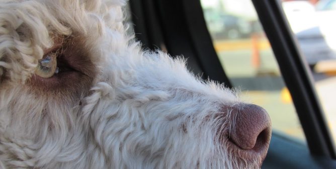 PETA Seeks Warning Messages in Map Apps and Stores After Numerous Hot Car Deaths