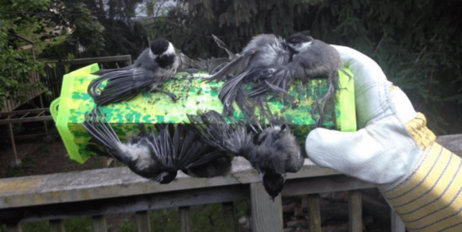 birds stuck to a glue trap in a viral FB post