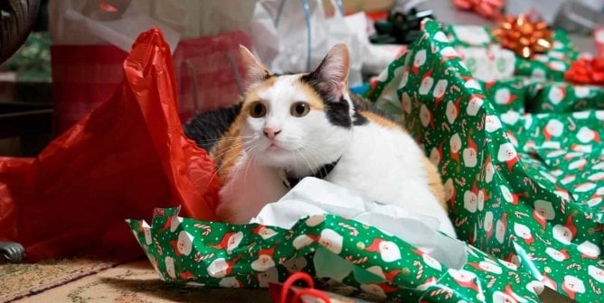 Calico cat surrounded by green and red Christmas wrapping