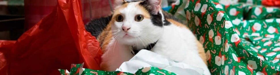 Calico cat surrounded by green and red Christmas wrapping