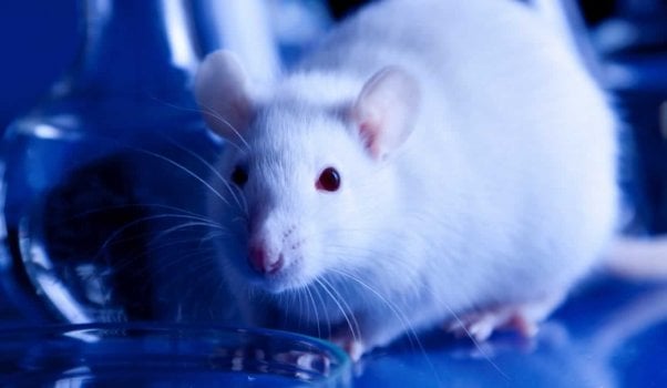 cute white rat looking into camera