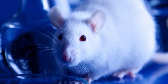 cute white rat looking into camera