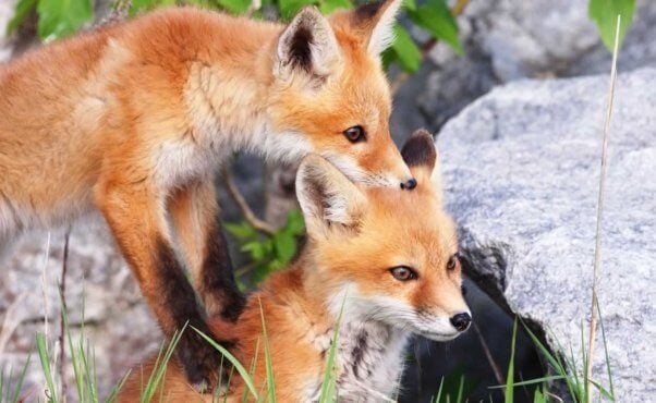 Two red foxes, one standing on the back of the other