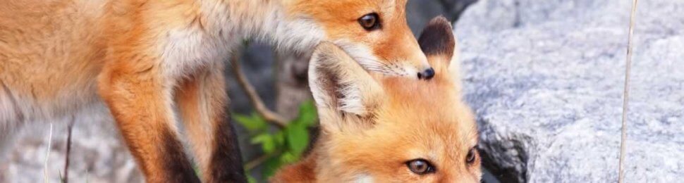 Two red foxes, one standing on the back of the other