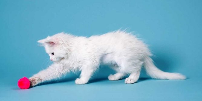 14 Easy DIY Cat Toys for Your Favorite Feline