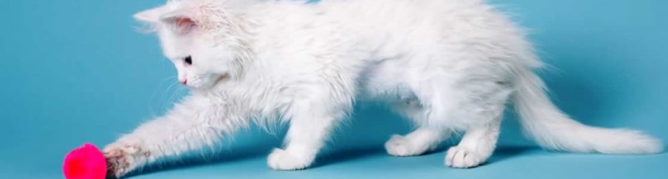 White kitten against blue background, playing with pink ball for an article about diy cat toys, and toys for cats