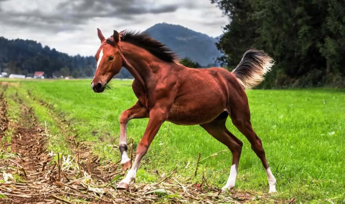 Brown colt running in field of grass