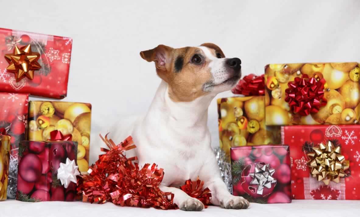 Brown-and-white dog sitting among Xmas presents