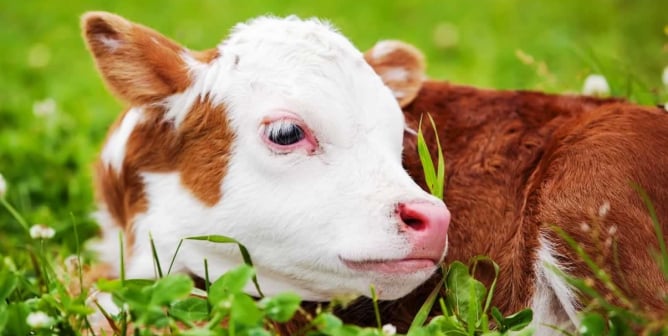 Top 10 Reasons Not to Eat Cows
