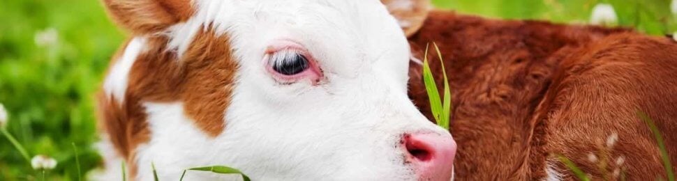 Cute brown-and-white calf lying in green grass