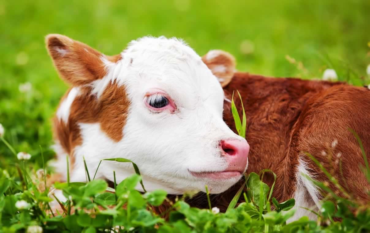 Cute brown-and-white calf lying in green grass