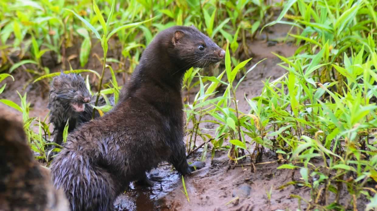 8 Marvelous Mink Facts That Will Make You Go Faux | PETA 8 Marvelous Mink Facts That Will Make You Go Faux | PETA