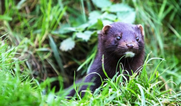 Cute dark brown American mink in the wild