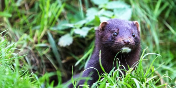 Cute dark brown American mink in the wild