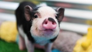 Cute, happy black-and-white piglet