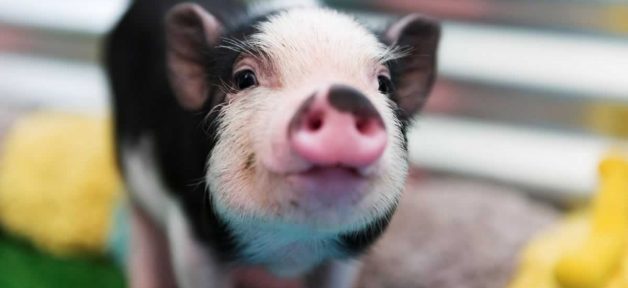 Cute, happy black-and-white piglet