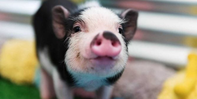 Cute, happy black-and-white piglet