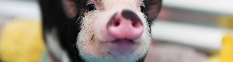 Cute, happy black-and-white piglet