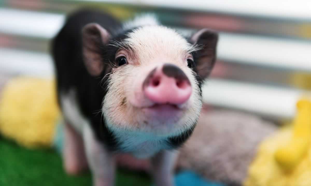 Cute, happy black-and-white piglet