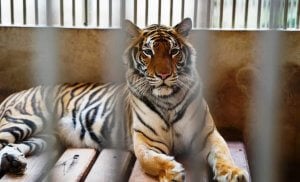 tiger behind bars in small enclosed area