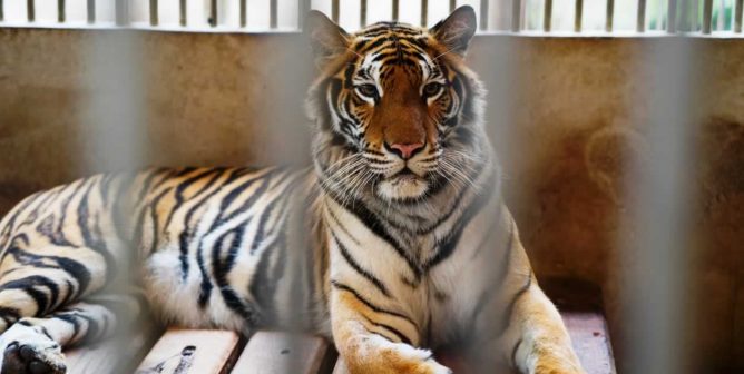 tiger behind bars in small enclosed area