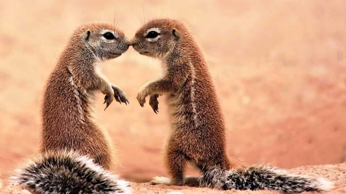 Valentine’s Day Is for All Animals—Learn How PETA