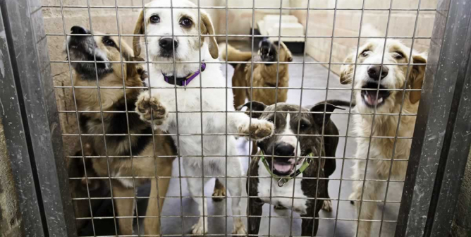 Five dogs behind door of kennel in shelter